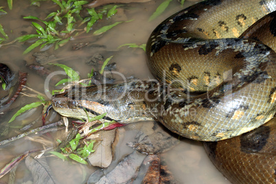 Anaconda - Eunectes murinus