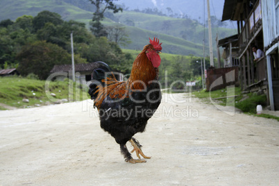 Red rooster in an Ecuadorian village