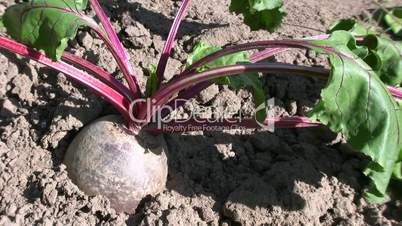 Rote Rübe (Beta vulgaris)