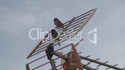 Sparrows on television antennas