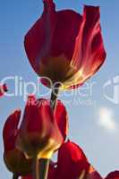 rote Tulpen