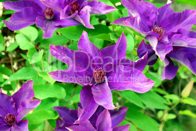 clematis