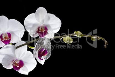 weißen Orchideen mit Tautropfen auf schwarz isoliert