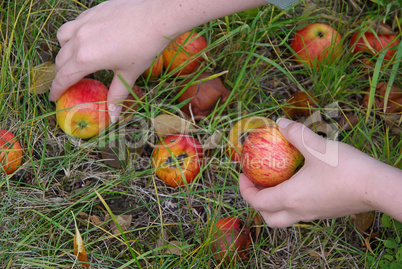 Apfel - apple 20
