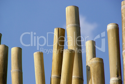 Bambusstange - bamboo cane 01