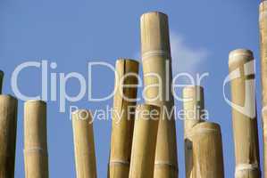 Bambusstange - bamboo cane 01