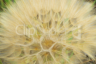 Bocksbart - Western Salsify 04