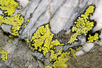 Flechte - lichen 04