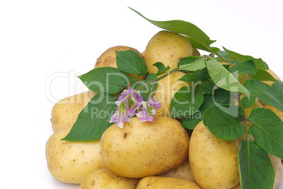 Kartoffel - potato 05