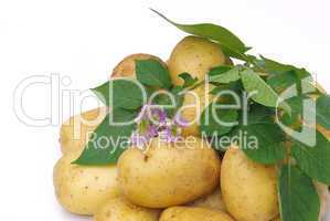 Kartoffel - potato 05