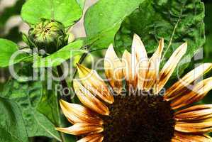 Sonnenblumen - sunflowers 23
