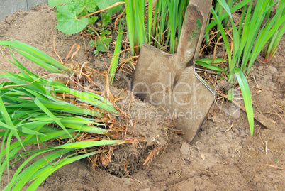 Staude teilen - shrub splitting 01