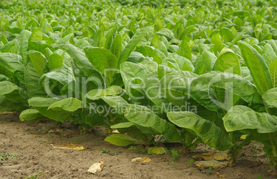 Virginischer Tabak - cultivated Tobacco 06