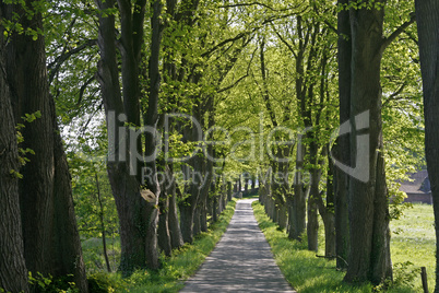 Baumallee in Kloster Oesede