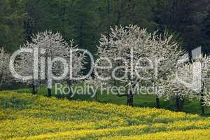 Kirschbäume mit Rapsfeld