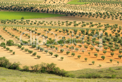 Olivenhain - olive grove 16
