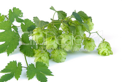 Hopfen - hop 14