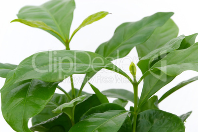 Kaffeepflanze - coffee plant 01