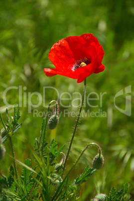 Klatschmohn - corn poppy 16