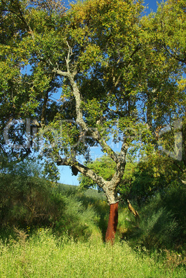 Korkeiche - cork oak 12