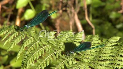 Two dragonfly on leaf in swamp