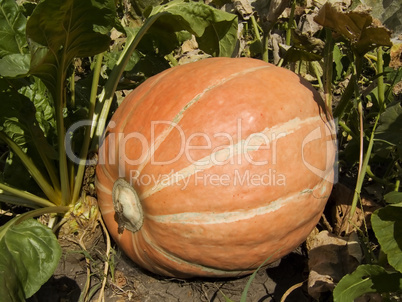 orange pumpkin in a white strip