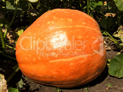 orange pumpkin in the field
