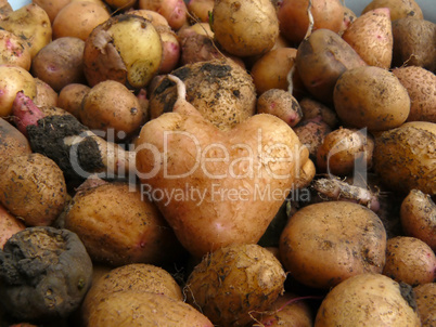 Potato similar to heart