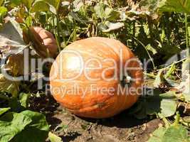 ripened orange pumpkin lies on the earth