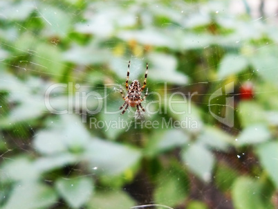 spider spins the web