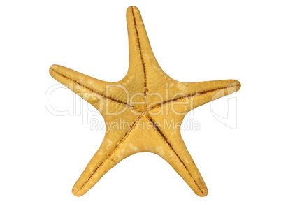 spineless starfish