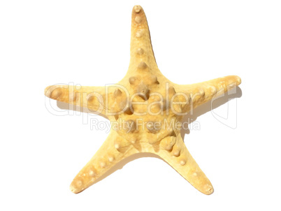 Starfish