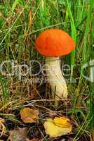 Rotkappe - red cap mushroom 06