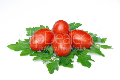 Tomate - tomato 15
