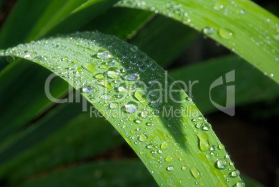 Wassertropfen auf Blatt - waterdrop on leaf 11