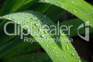 Wassertropfen auf Blatt - waterdrop on leaf 11