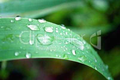 wassertropfen blatt