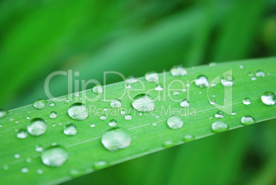 wassertropfen blatt