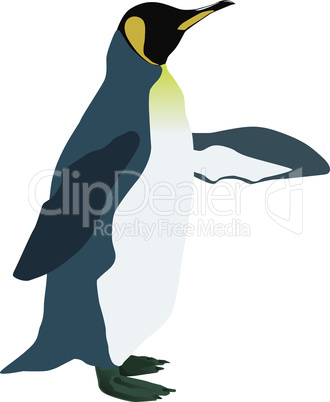 Königs Pinguin