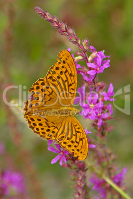 Kaisermantel, Argynnis Paphia, Silver Washed Fritiaollary