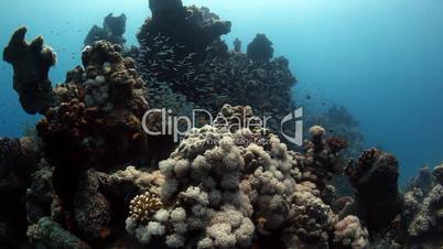 Korallenriff und Fischschwarm