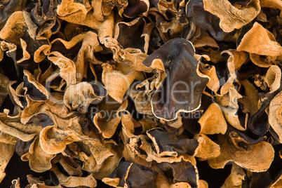 Judasohr (Auricularia auricula-judae, Auricularia polytricha) PilzeJudasohr (Auricularia auricula-judae, Auricularia polytricha) Pilze, Black Fungus