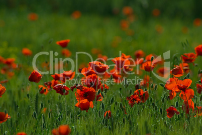 Mohnblüten - Poppy