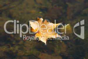 The autumn maple leaf lying on water