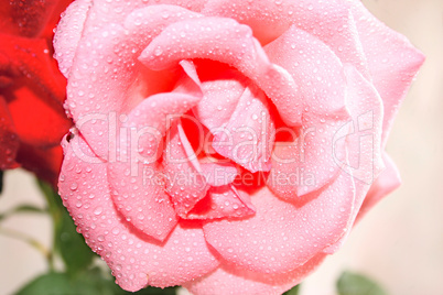 Rose flower in dew drops