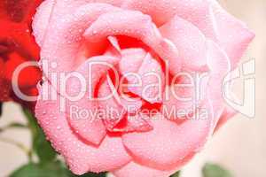 Rose flower in dew drops