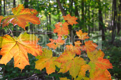 Maple autumn leaves in wood