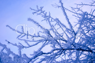 Winter branches of a tree in hoarfrost