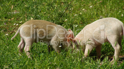 Schwein - pig 03