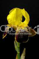 Schwertlilie - iris 30